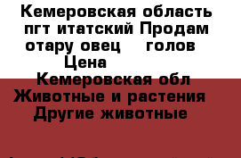 Кемеровская область пгт итатский Продам отару овец 60 голов › Цена ­ 4 000 - Кемеровская обл. Животные и растения » Другие животные   